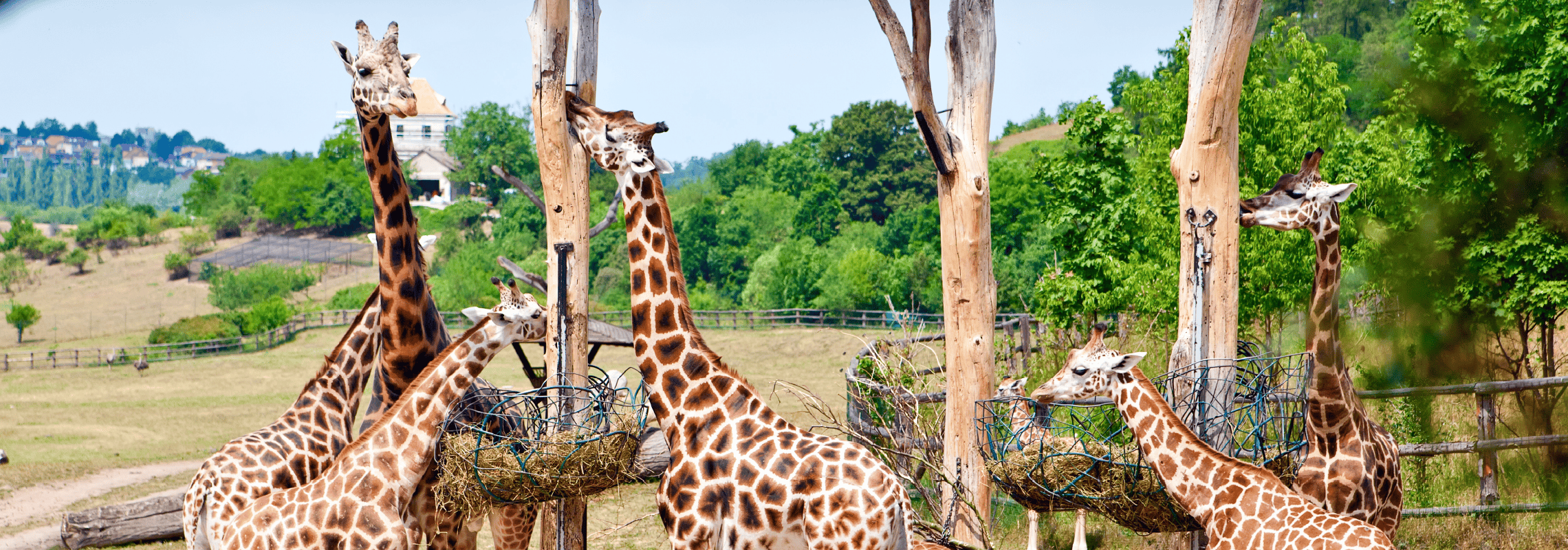 Zoo Praha L ta ka Zoo Praha L ta ka